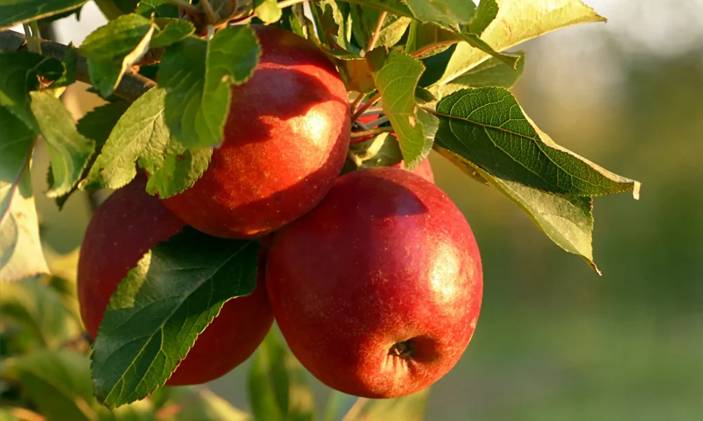 régime à la pomme pendant 3 jours